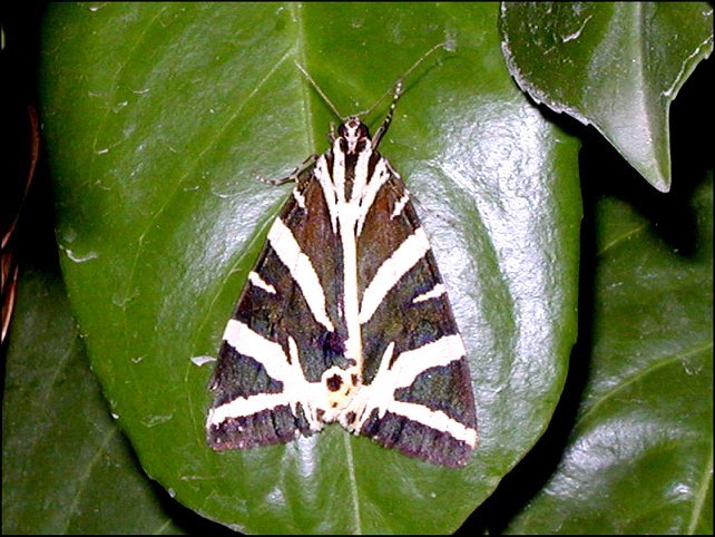 Euplagia quadripunctaria 1