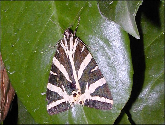Euplagia quadripunctaria 2