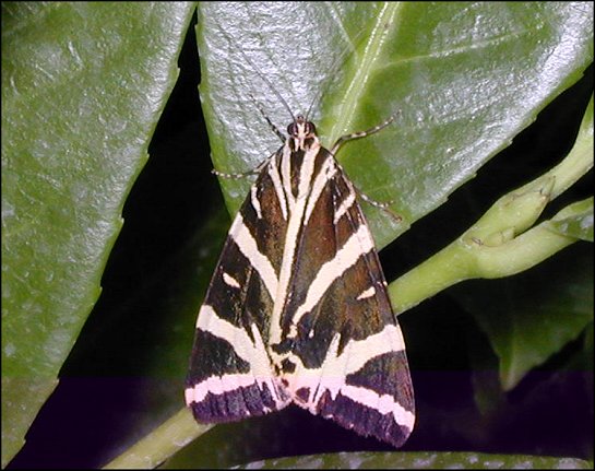 Euplagia quadripunctoria 3