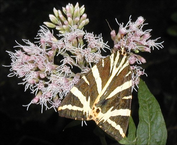 Euplagia quadripunctaria 4