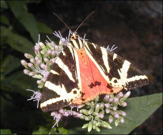 Euplagia quadripunctoria 5