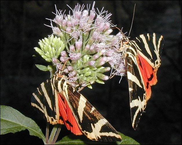 Euplagia quadripunctaria 6