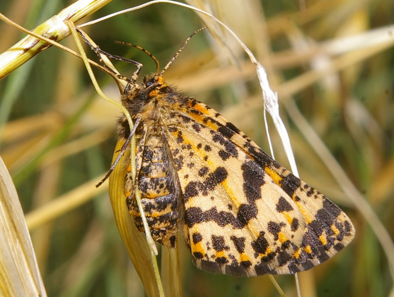 Eurranthis puech blanc 2