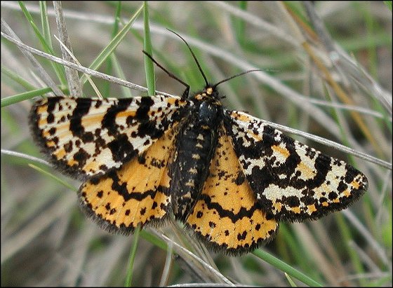 Eurranthis plummistaria 1