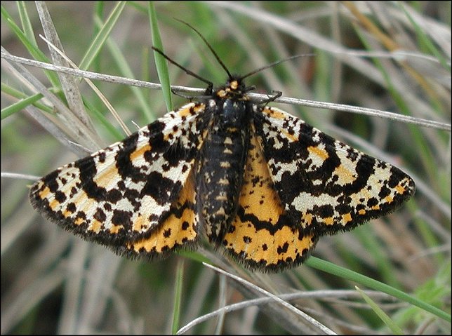Eurranthis plummistaria 2