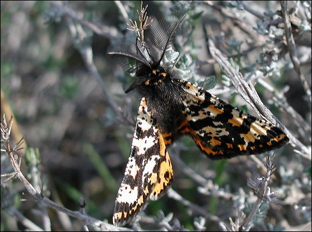 Eurranthis plummistaria 3
