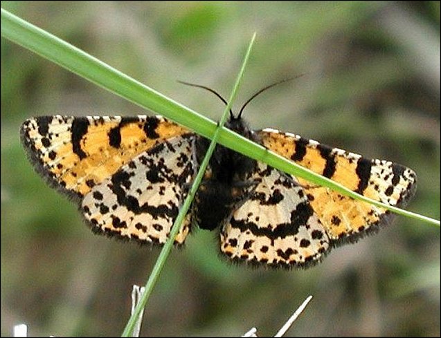 Eurranthis plummistaria 4