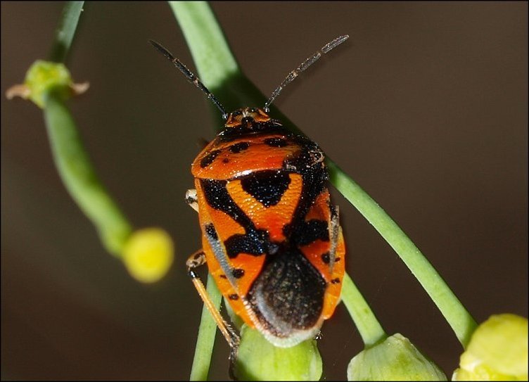 Eurydema ornatum 1
