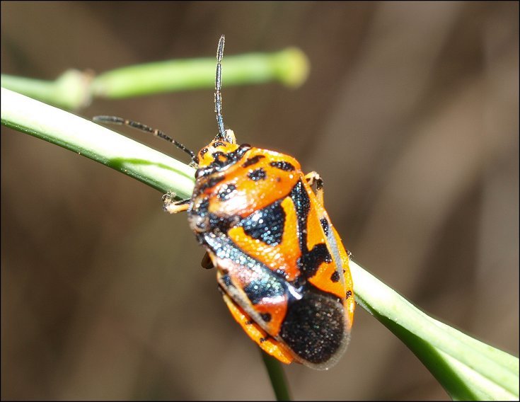 Eurydema ornatum 2