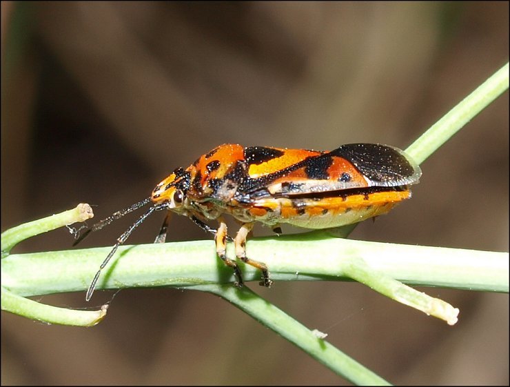 Eurydema ornatum 3