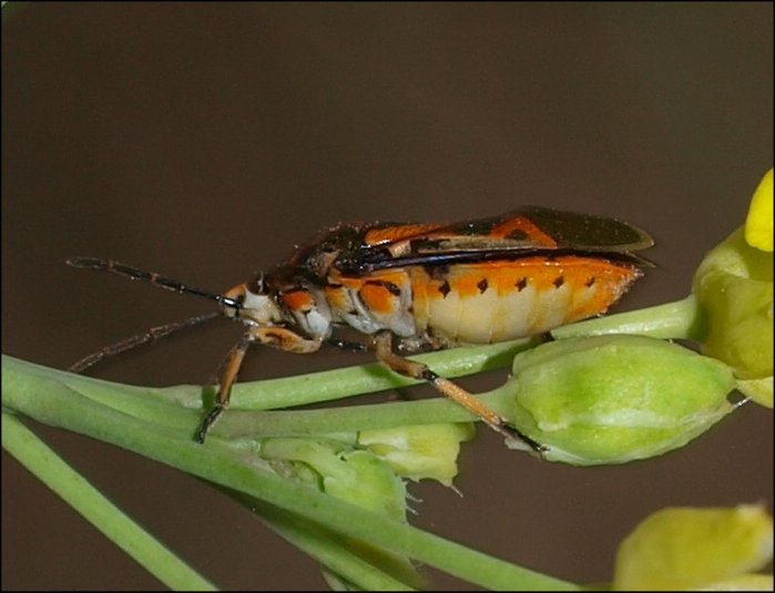 Eurydema ornatum 4