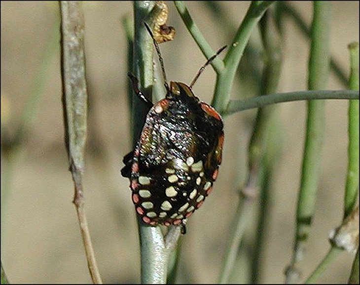 Eurydema ornatum 6