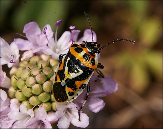 Eurydema ornatum 7