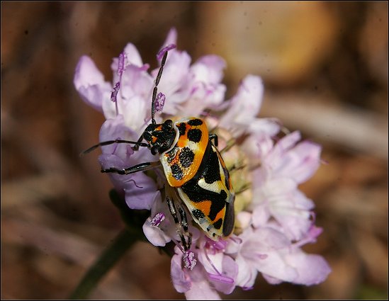 Eurydema ornatum 8