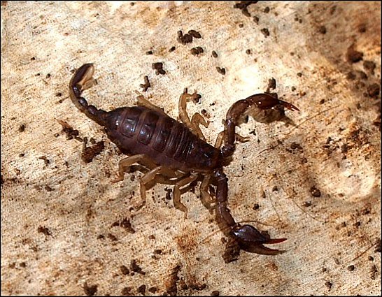 Euscorpius flavicaudis 1