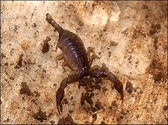 Euscorpius flavicaudis 2