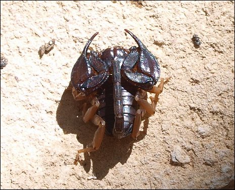 Euscorpius flavicaudis 3