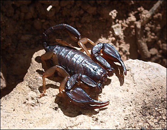 Euscorpius flavicaudis 4