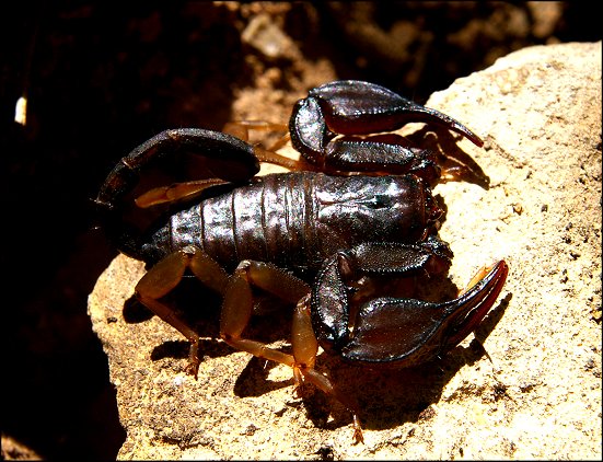 Euscorpius flavicaudis 5
