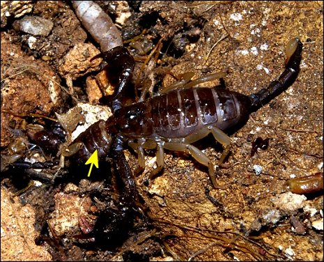 Euscorpius flavicaudis 6