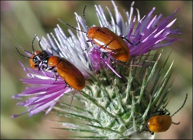 Exosoma lusitanica 1