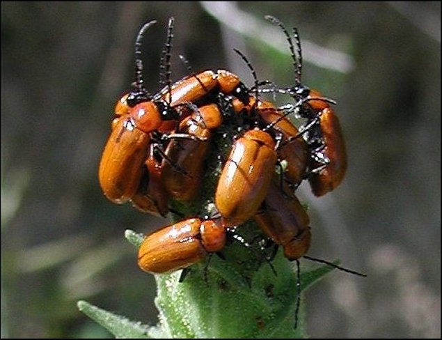 Exosoma lusitanica 2