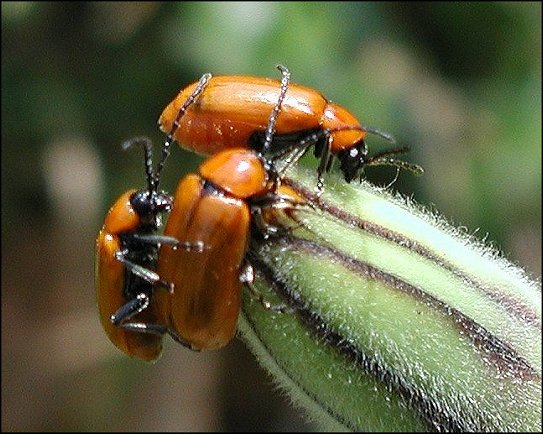 Exosoma lusitanica 3
