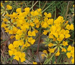 Hippocrepis glauque