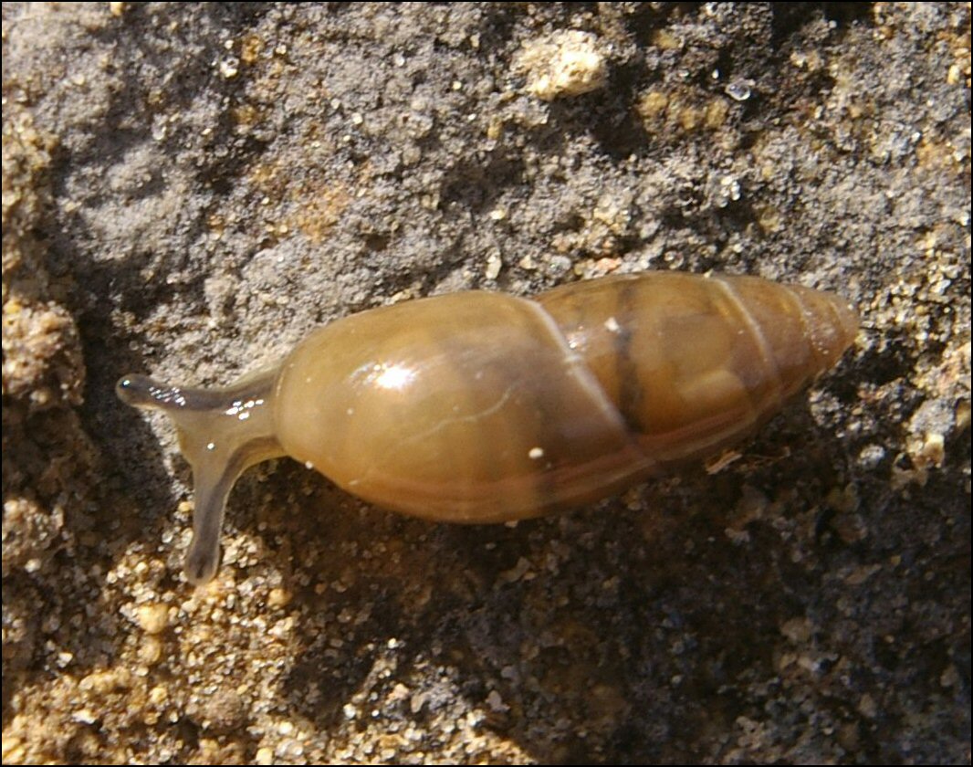 Ferussacia folliculum 2