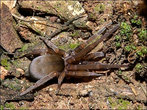 Filistata insidiatrix 3
