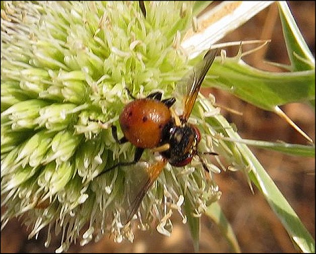 Gymnosoma rotundatum 2