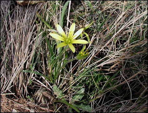 Gagea granatelli 6