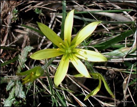 Gagea granatelli 7