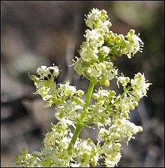 Gaillet  feuilles d'asperge