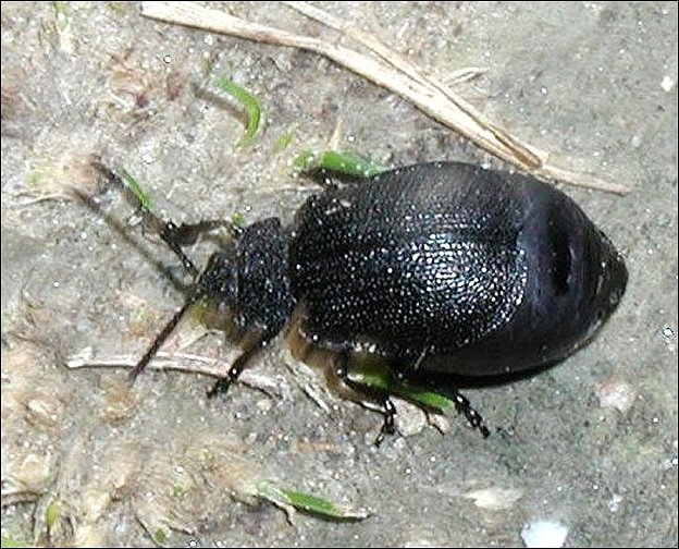 Galeruca 1