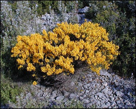Genista scorpius 1