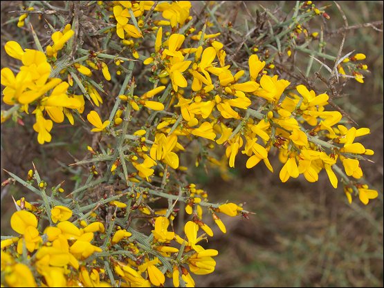 Genista scorpius 10
