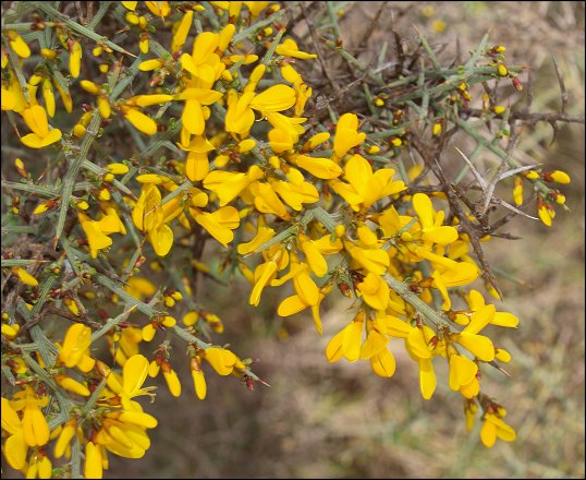 Genista scorpius 11
