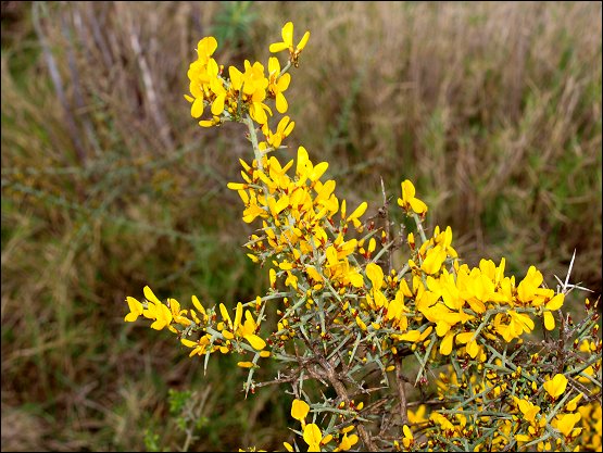 Genista scorpius 12