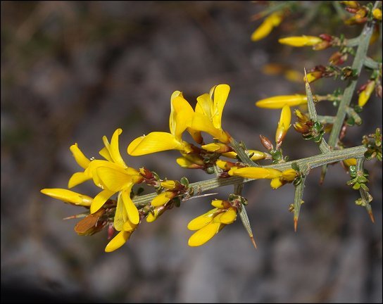 Genista scorpius 13