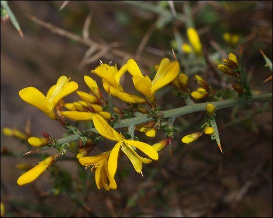Genista scorpius 14