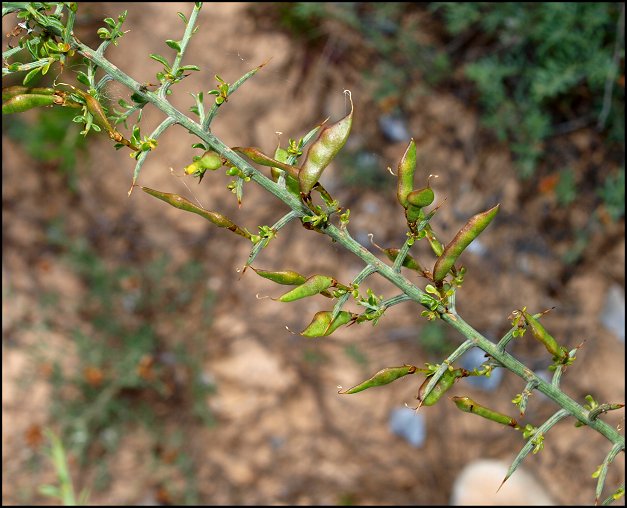 Genista scorpius 15