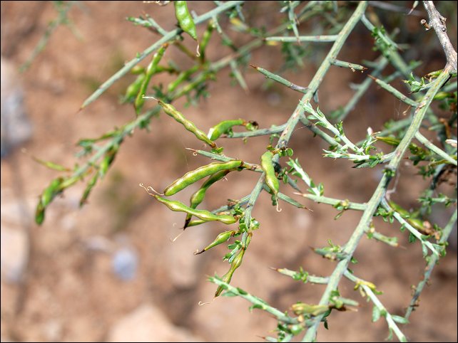 Genista scorpius 16
