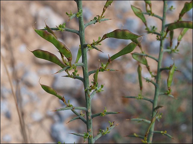 Genista scorpius 17