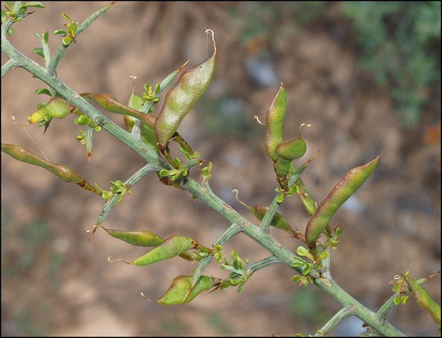 Genista scorpius 18
