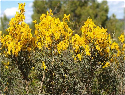 Genista scorpius 2