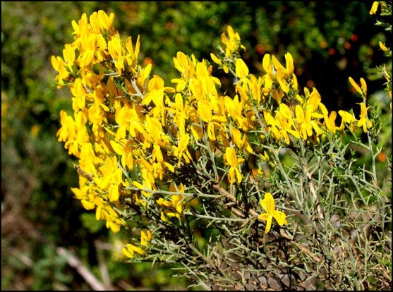 Genista scorpius 4