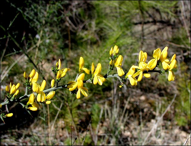 Genista scorpius 5