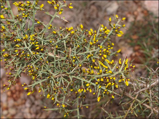 Genista scorpius 7