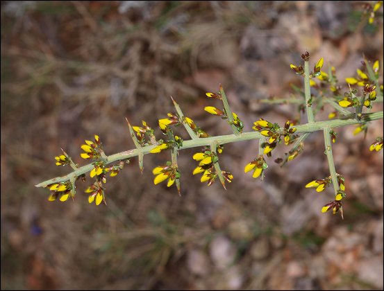 Genista scorpius 8
